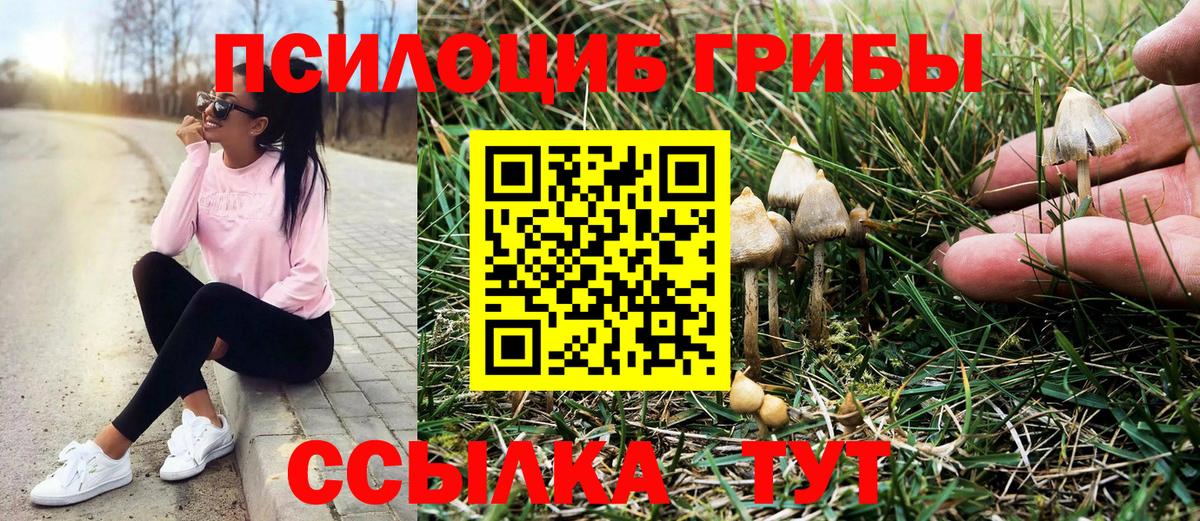 Галлюциногенные грибы Psilocybine cubensis Качканар